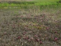 Pedicularis sylvatica 68, Heidekartelblad, Saxifraga-Hans Boll