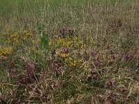 Pedicularis sylvatica 69, Heidekartelblad, Saxifraga-Hans Boll