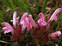 Pedicularis sylvatica 7, Heidekartelblad, Saxifraga-Hans Dekker