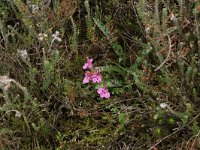 Pedicularis sylvatica 71, Heidekartelblad, Saxifraga-Hans Boll