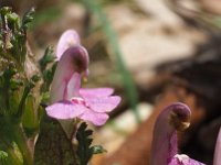 Pedicularis sylvatica 72, Heidekartelblad, Saxifraga-Hans Dekker