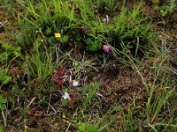 Pedicularis sylvatica 73, Heidekartelblad, Saxifraga-Hans Boll