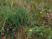 Pedicularis sylvatica 74, Heidekartelblad, Saxifraga-Hans Boll