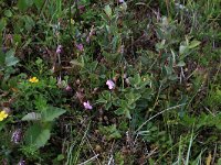 Pedicularis sylvatica 75, Heidekartelblad, Saxifraga-Hans Boll