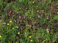 Pedicularis sylvatica 77, Heidekartelblad, Saxifraga-Hans Boll