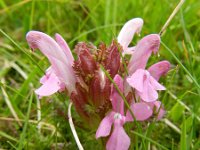 Pedicularis sylvatica 78, Heidekartelblad, Saxifraga-Rutger Barendse