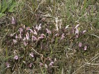 Pedicularis sylvatica 83, Heidekartelblad, Saxifraga-Willem van Kruijsbergen