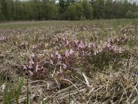 Pedicularis sylvatica 84, Heidekartelblad, Saxifraga-Willem van Kruijsbergen