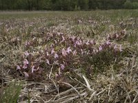 Pedicularis sylvatica 85, Heidekartelblad, Saxifraga-Willem van Kruijsbergen