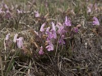 Pedicularis sylvatica 86, Heidekartelblad, Saxifraga-Willem van Kruijsbergen