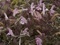 Pedicularis sylvatica 88, Heidekartelblad, Saxifraga-Willem van Kruijsbergen