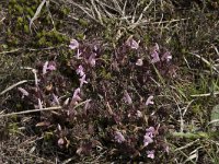 Pedicularis sylvatica 89, Heidekartelblad, Saxifraga-Willem van Kruijsbergen