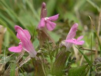 Pedicularis sylvatica 9, Heidekartelblad, Saxifraga-Hans Dekker