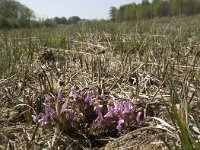 Pedicularis sylvatica 96, Heidekartelblad, Saxifraga-Willem van Kruijsbergen