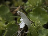 Pedicularis sylvatica 98, albino, Heidekartelblad, Saxifraga-Willem van Kruijsbergen