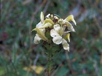 Pedicularis tuberosa 15, Saxifraga-Jan van der Straaten