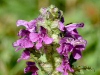 Pedicularis verticillata 24, Saxifraga-Sonja Bouwman  Kranskartelblad - Pedicularis verticillata - Orobanchaceae familie; Croda Rossa (Moos, I)