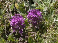 Pedicularis verticillata 27, Saxifraga-Luuk Vermeer