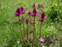 Pedicularis verticillata 29, Saxifraga-Luuk Vermeer