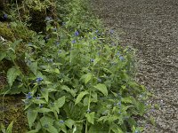 Pentaglottis sempervirens 20, Overblijvende ossentong, Saxifraga-Willem van Kruijsbergen