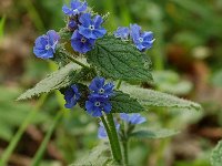 Pentaglottis sempervirens 1, Overblijvende ossentong, Saxifraga-Willem van Kruijsbergen