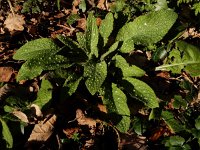 Pentaglottis sempervirens 12, Overblijvende ossentong, Saxifraga-Ed Stikvoort