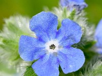 Pentaglottis sempervirens 21, Overblijvende ossentong, Saxifraga-Sonja Bouwman