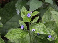 Pentaglottis sempervirens 3, Overblijvende ossentong, Saxifraga-Peter Meininger