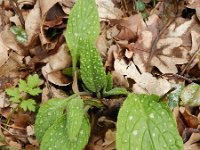 Pentaglottis sempervirens 8, Overblijvende ossentong, Saxifraga-Rutger Barendse