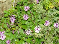 Pericallis lanata 3, Saxifraga-Hans Grotenhuis
