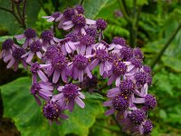 Pericallis papyracea