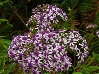 Pericallis papyracea 3, Saxifraga-Hans Grotenhuis