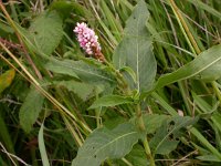 Persicaria amphibia 1, Veenwortel, Saxifraga-Peter Meininger