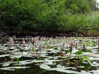 Persicaria amphibia 5, Veenwortel, Saxifraga-Mark Zekhuis