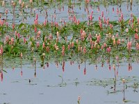 Persicaria amphibia 6, Veenwortel, Saxifraga-Hans Dekker