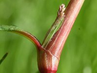 Persicaria lapathifolia 16, Beklierde duizendknoop, Saxifraga-Sonja Bouwman