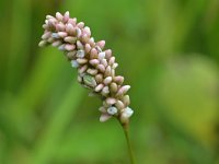 Persicaria maculosa 11, Perzikkruid, Saxifraga-Tom Heijnen