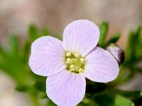 Petrocallis pyrenaica 13, Saxifraga-Sonja Bouwman  Petrocallis pyrenaica - Brassicaceae familie