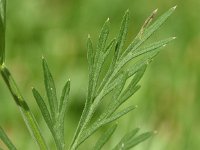 Peucedanum carvifolia 3, Karwijvarkenskervel, Saxifraga-Sonja Bouwman  882. Karwijvarkenskervel - Peucedanum carvifolia - Apiaceae familie (i)