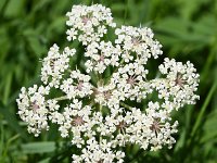 Peucedanum palustre 44, Melkeppe, Saxifraga-Sonja Bouwman  780. Melkeppe - Peucedanum palustre - Apiaceae familie (i) Woerden