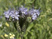 Phacelia tanacetifolia 17, Phacelia, Saxifraga-Willem van Kruijsbergen