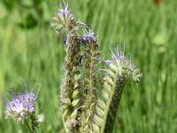 Phacelia tanacetifolia 18, Phacelia, Saxifraga-Sonja Bouwman