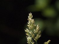 Phalaris arundinacea 19, Rietgras, Saxifraga-Jan van der Straaten