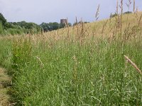 Phalaris arundinacea 3, Rietgras, Saxifraga-Peter Meininger