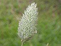 Phalaris canariensis 2, Kanariezaad, Saxifraga-Peter Meininger