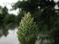 Phalaris canariensis 1, Kanariezaad, Saxifraga-Rutger Barendse