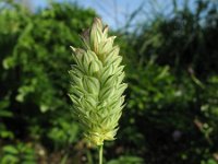 Phalaris canariensis 3, Kanariezaad, Saxifraga-Rutger Barendse