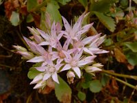 Phedimus spurius 8, Roze vetkruid, Saxifraga-Ed Stikvoort