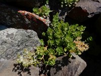 Phedimus spurius 9, Roze vetkruid, Saxifraga-Ed Stikvoort