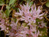 Phedimus spurius, 6 Roze vetkruid, Saxifraga-Ed Stikvoort